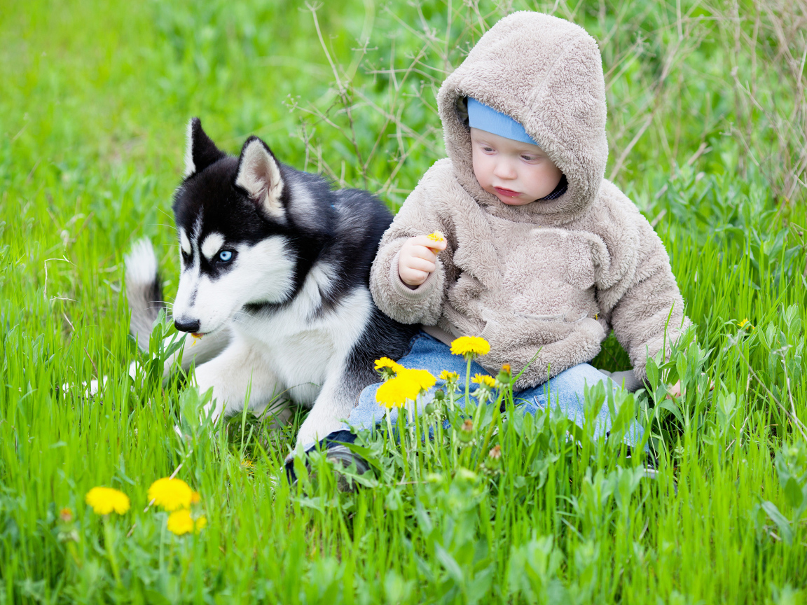 Маленький ребенок сидит в зеленой траве с хаски 