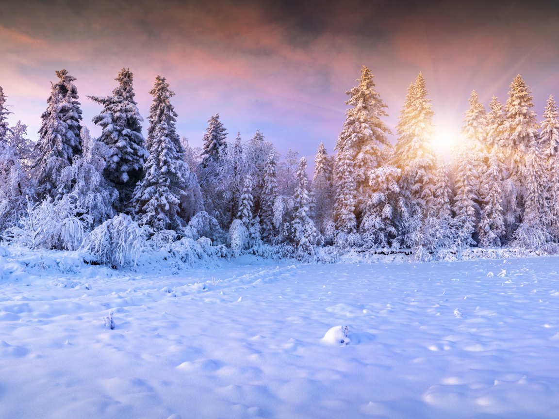 Заснеженный лес в лучах солнца зимой