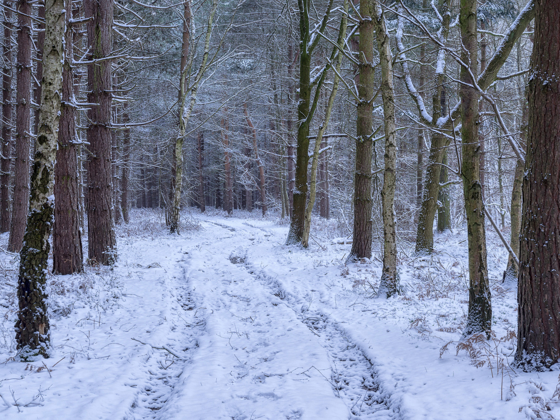Заснеженная дорога между деревьев в зимнем лесу