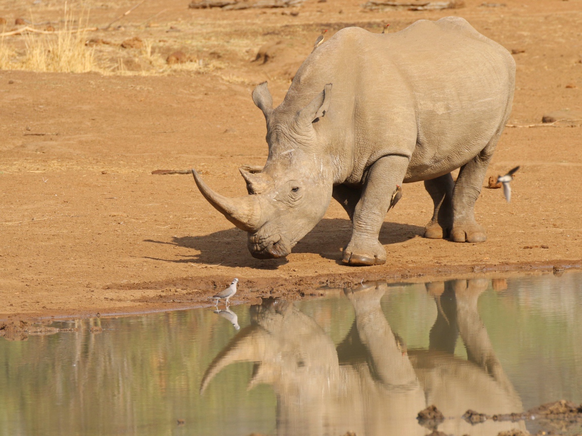 Большой носорог отражается в воде