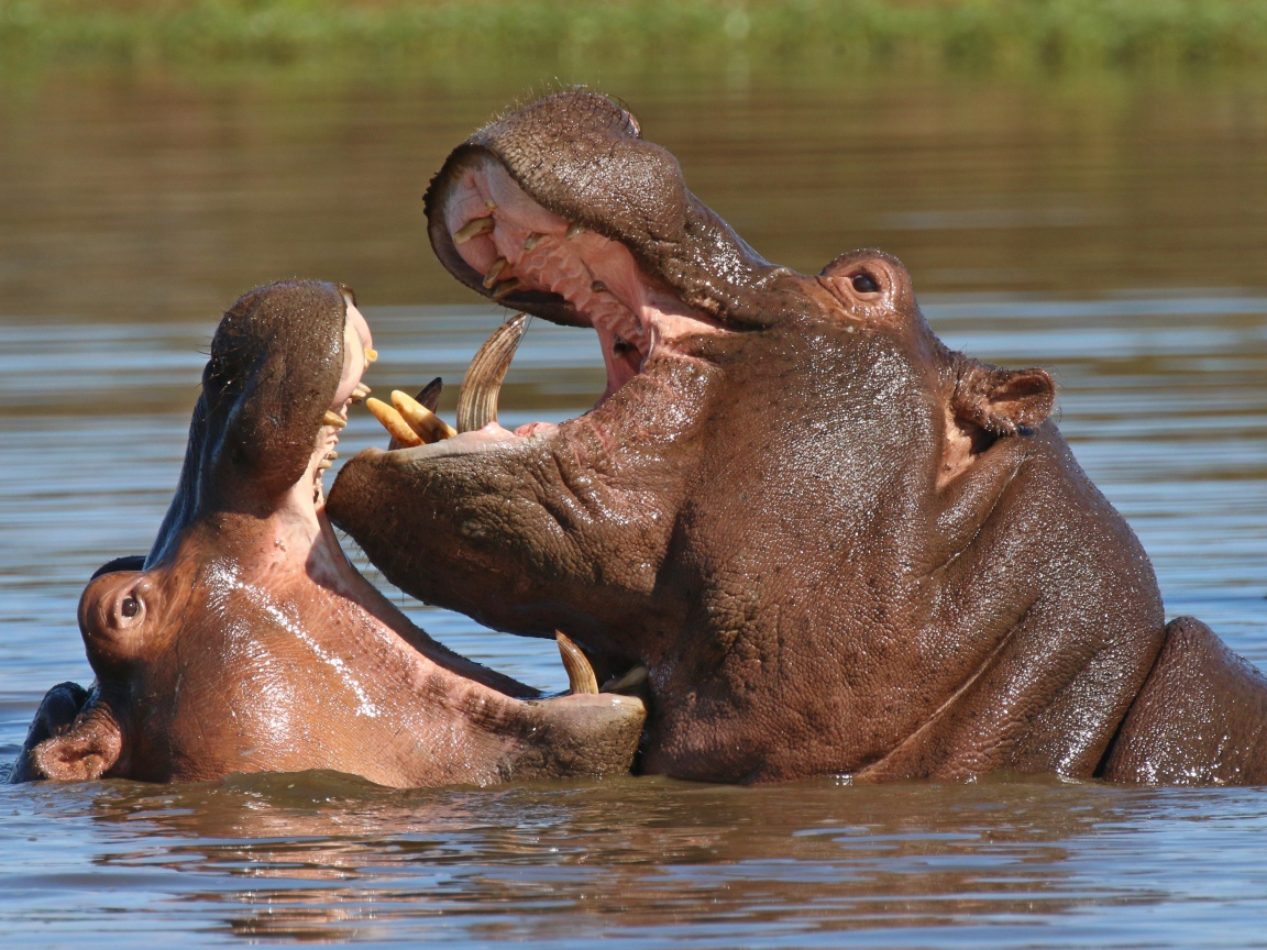 Two hippos are fighting in the water