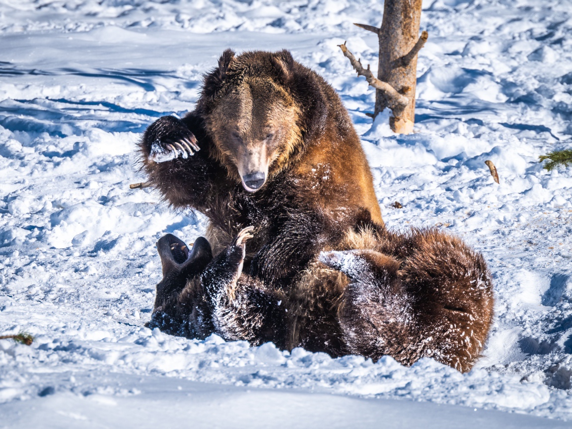 Два бурых медведя дерутся на снегу
