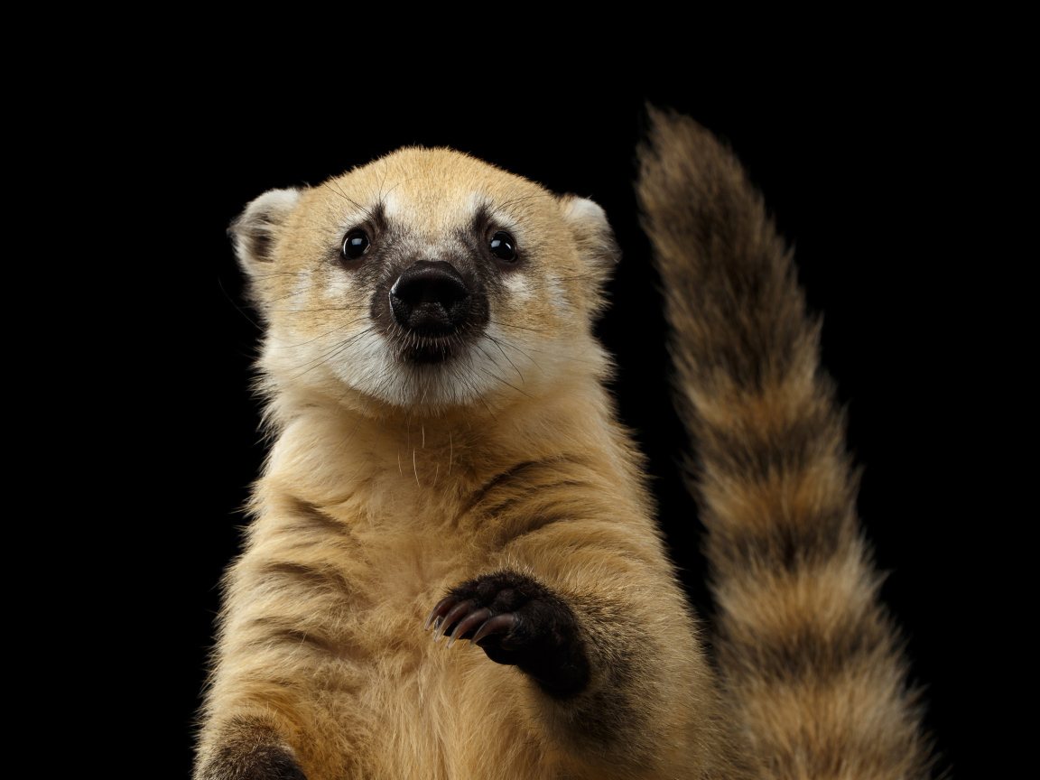 Обыкновенная носуха на черном фоне