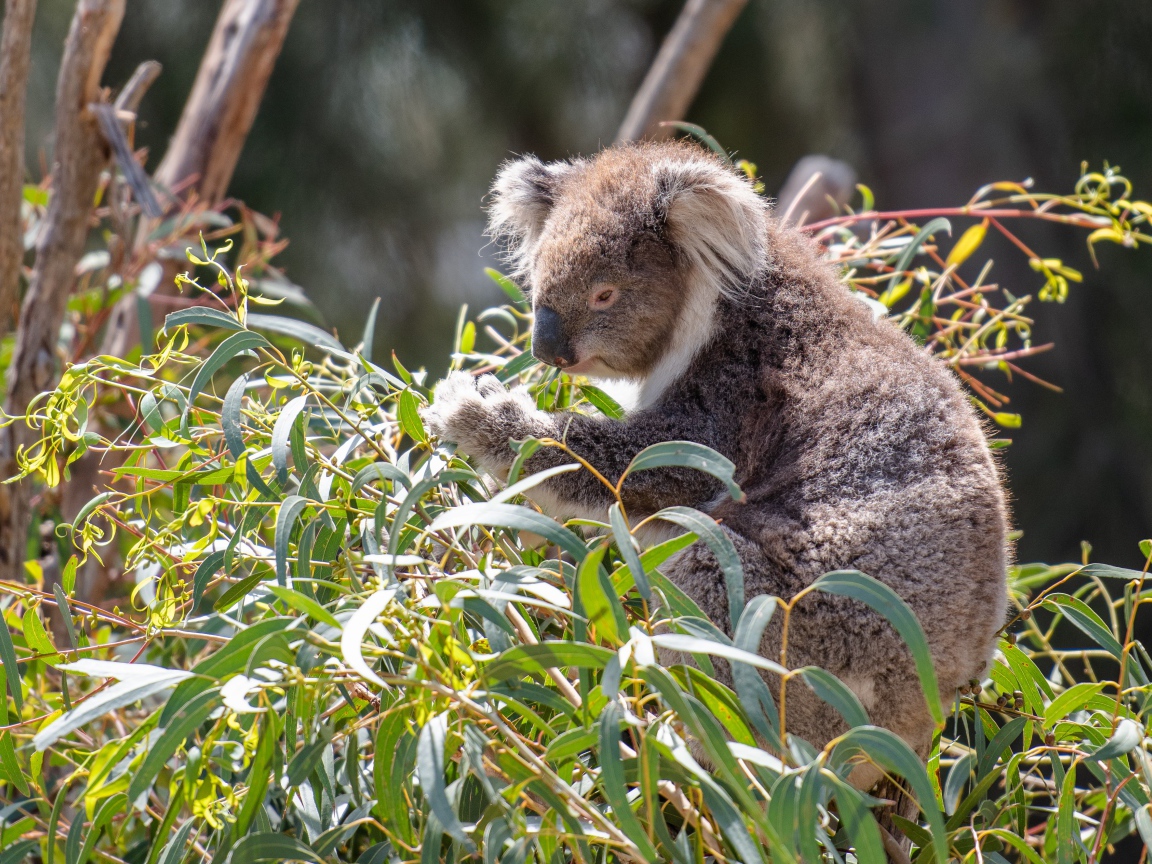 Koala sitting on a eucalyptus branch