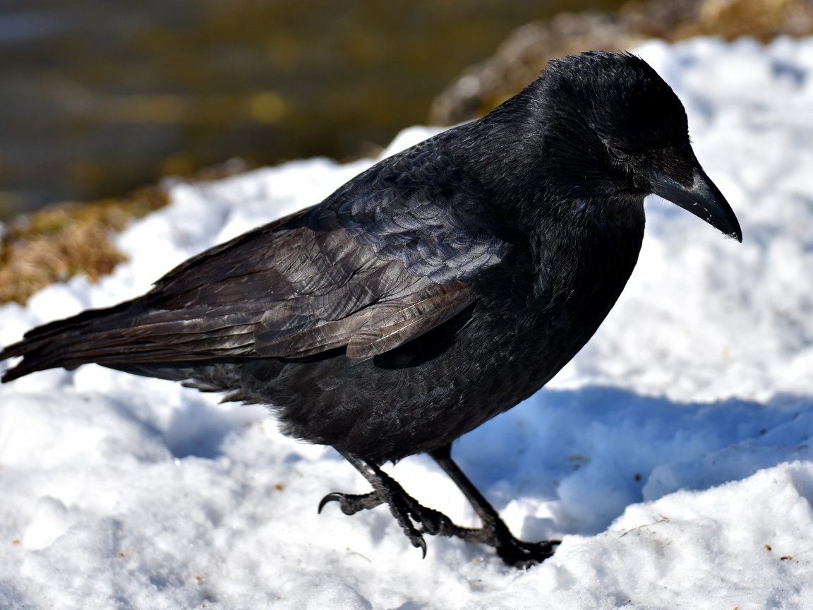 Черный ворон стоит на холодном снегу 