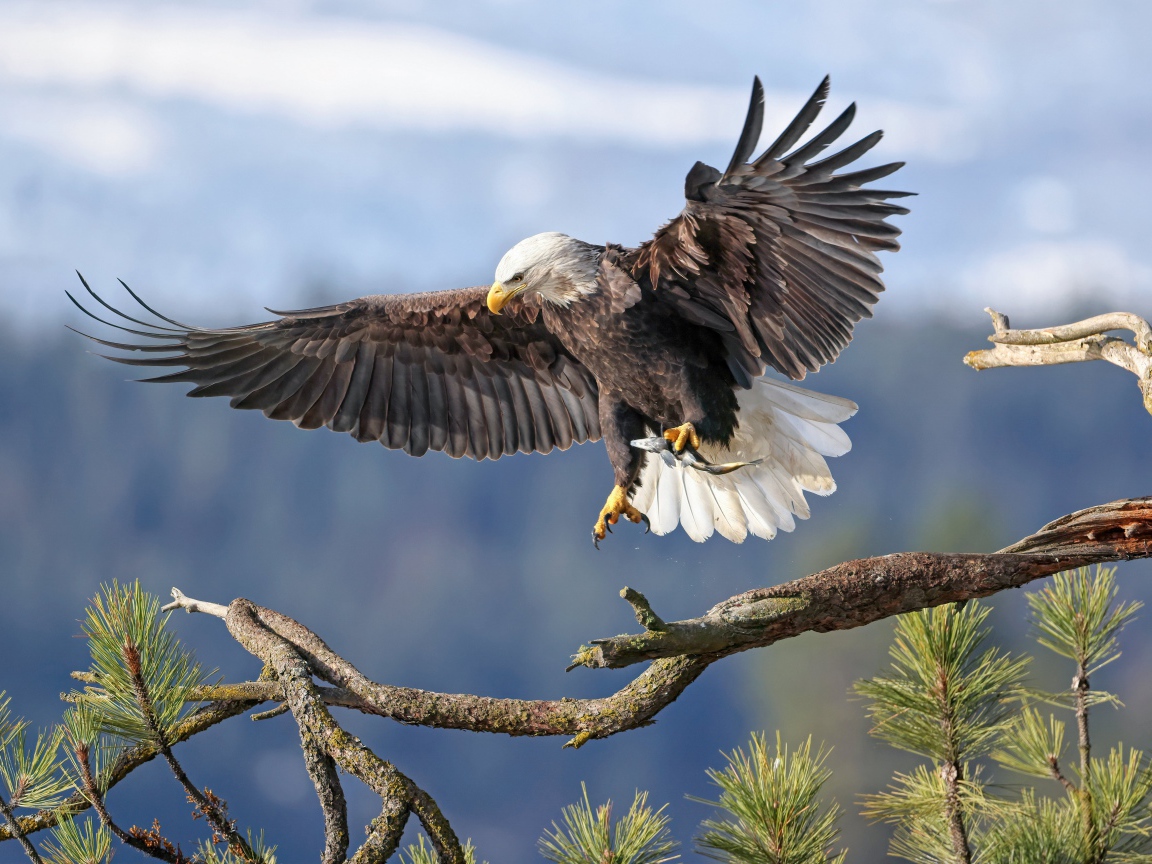 Большой хищный орел садится на ветку