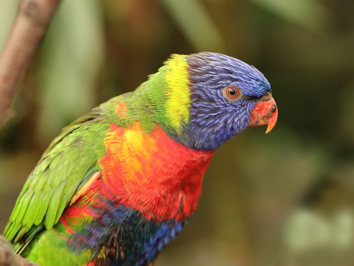 Разноцветный попугай с маленьким клювом 