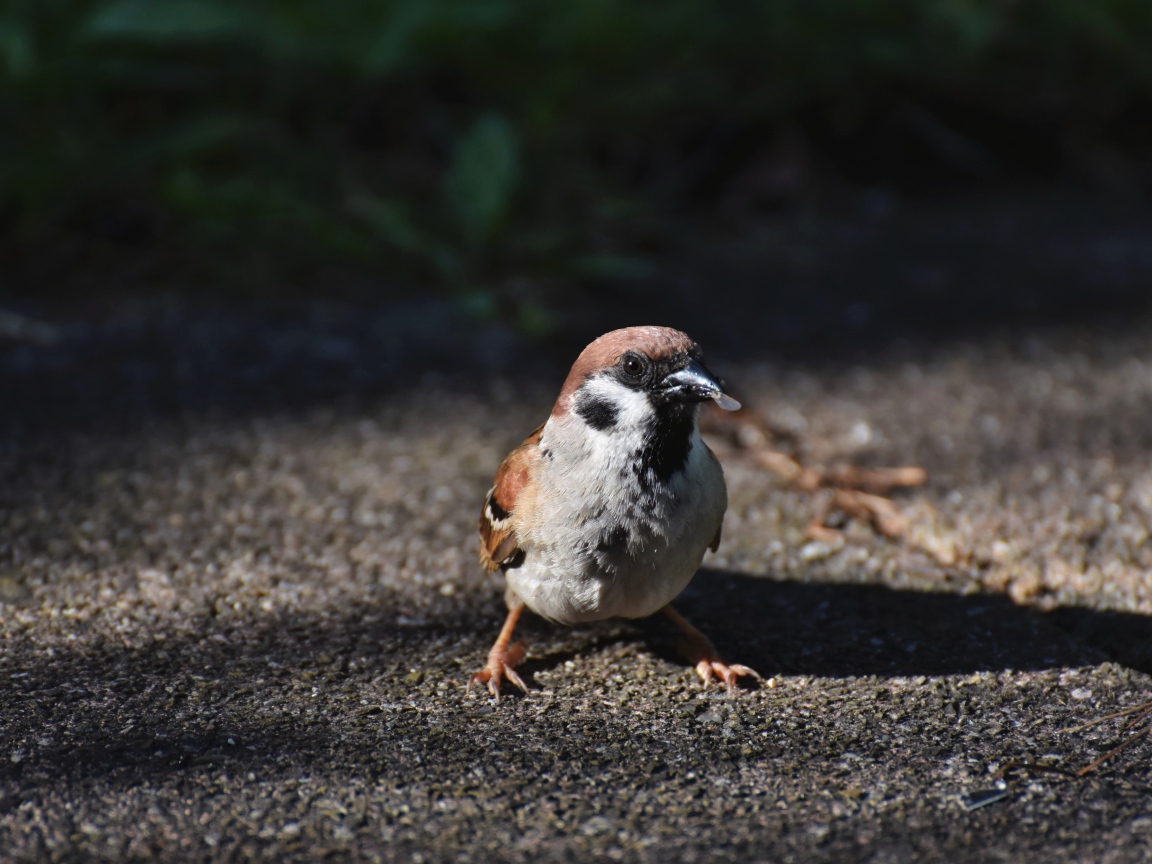 Воробей сидит на асфальте с зерном в клюве 