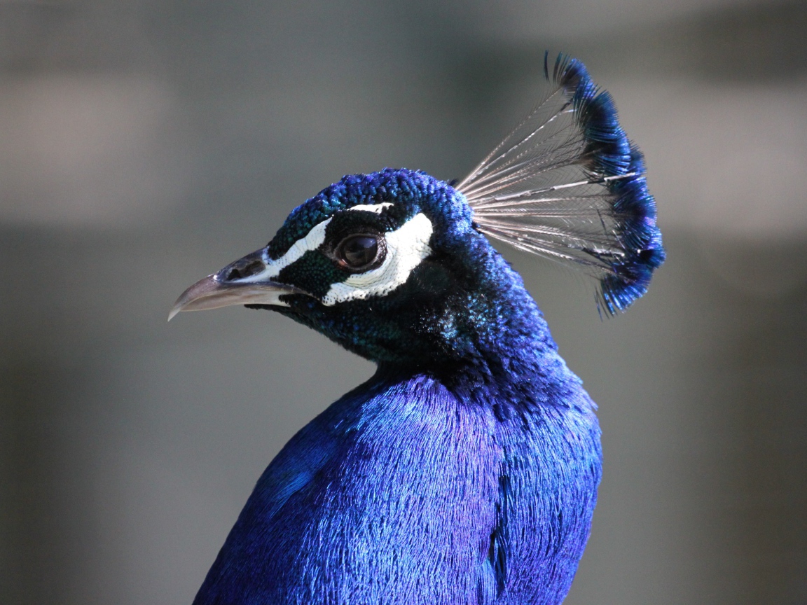 Красивый синий павлин на сером фоне 