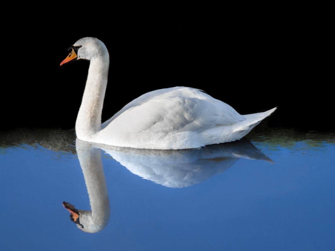 Красивый белый лебедь отражается в холодной воде