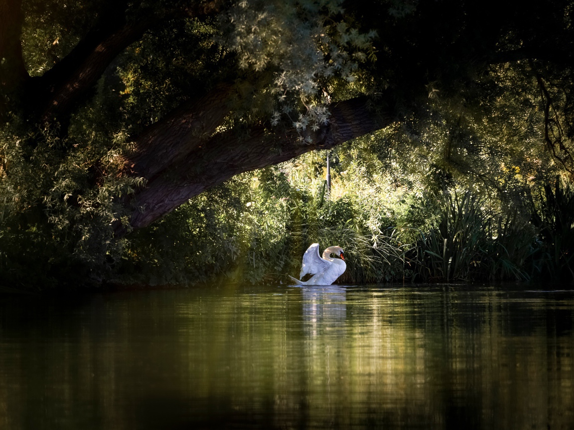 Красивый белый лебедь на пруду 
