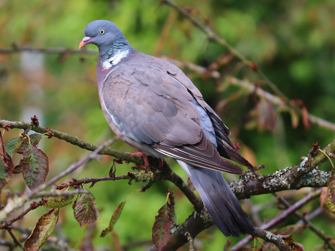 Большой серый  голубь сидит на ветке дерева