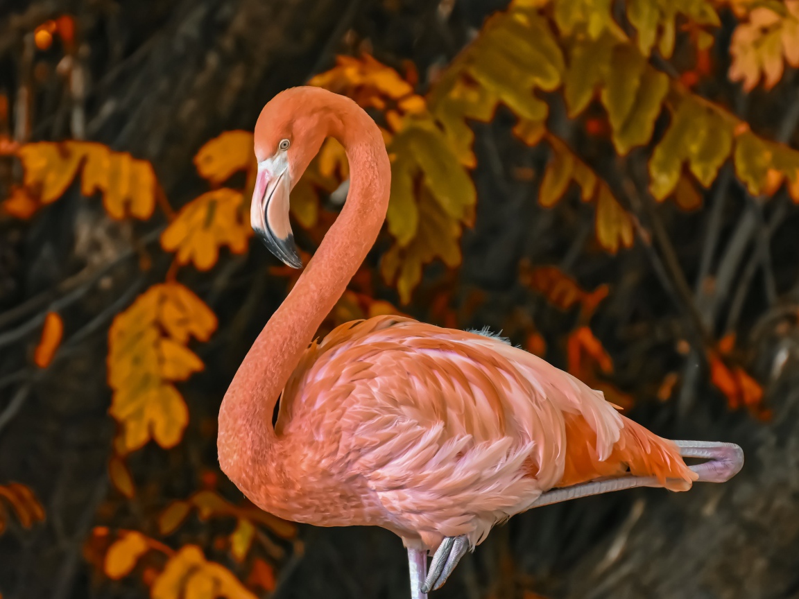 Большой розовый фламинго на фоне листьев 