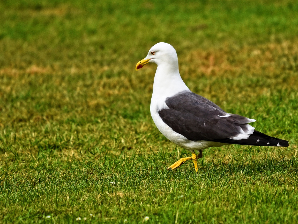Большая чайка гуляет по зеленой траве