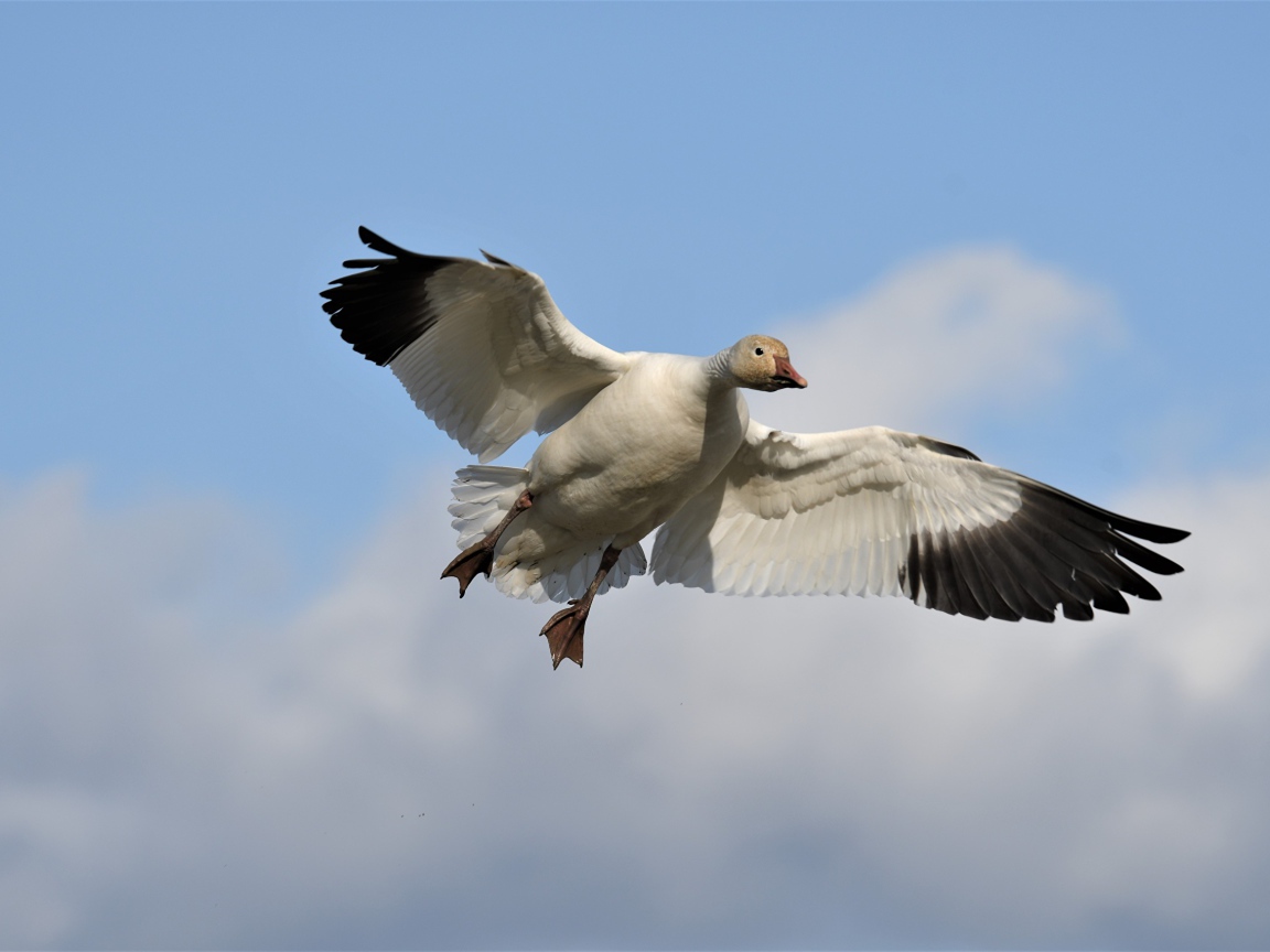 Большой белый гусь летит в небе 