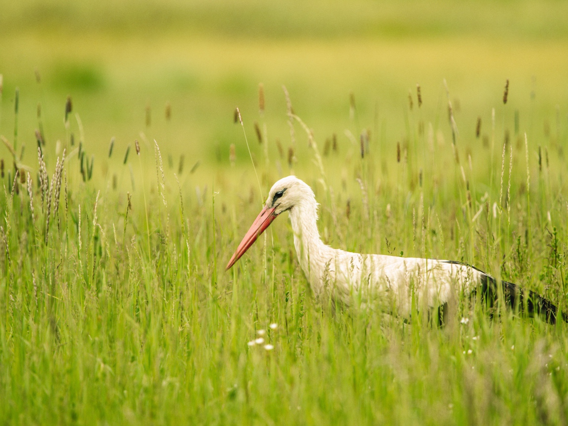 Большой белый аист  в зеленой траве 