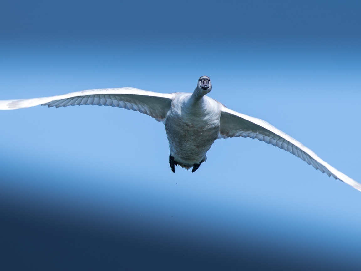 Большой белый лебедь летит в голубом небе