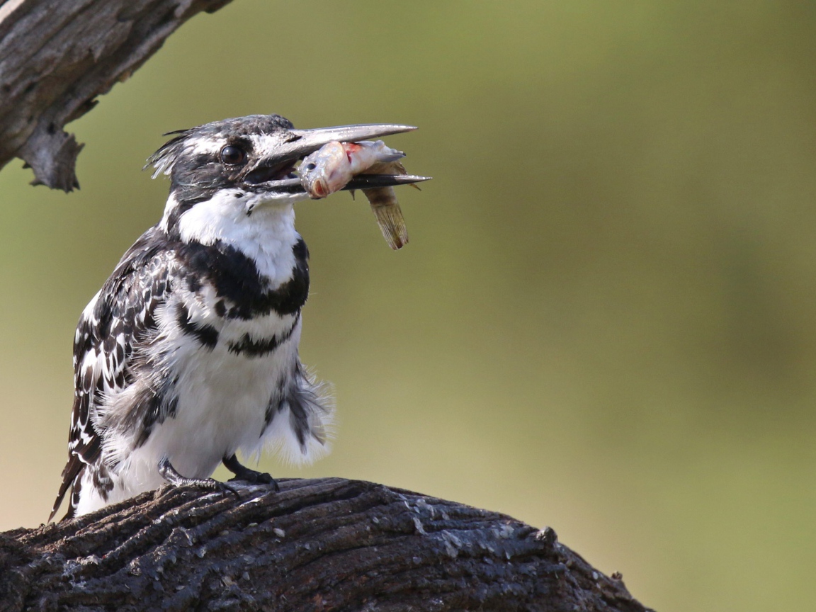 Птица пестрый зимородок с рыбой в клюве 