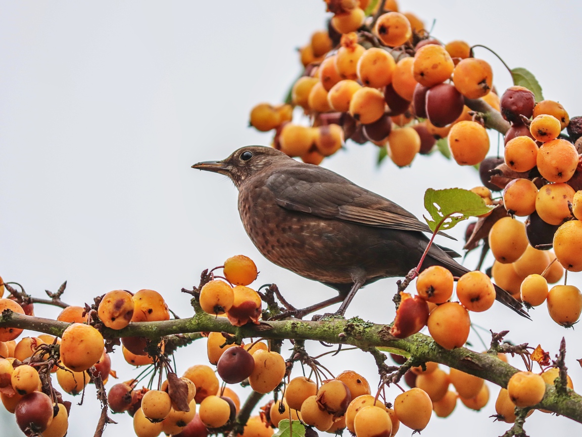Черный дрозд сидит на ветке с ягодами
