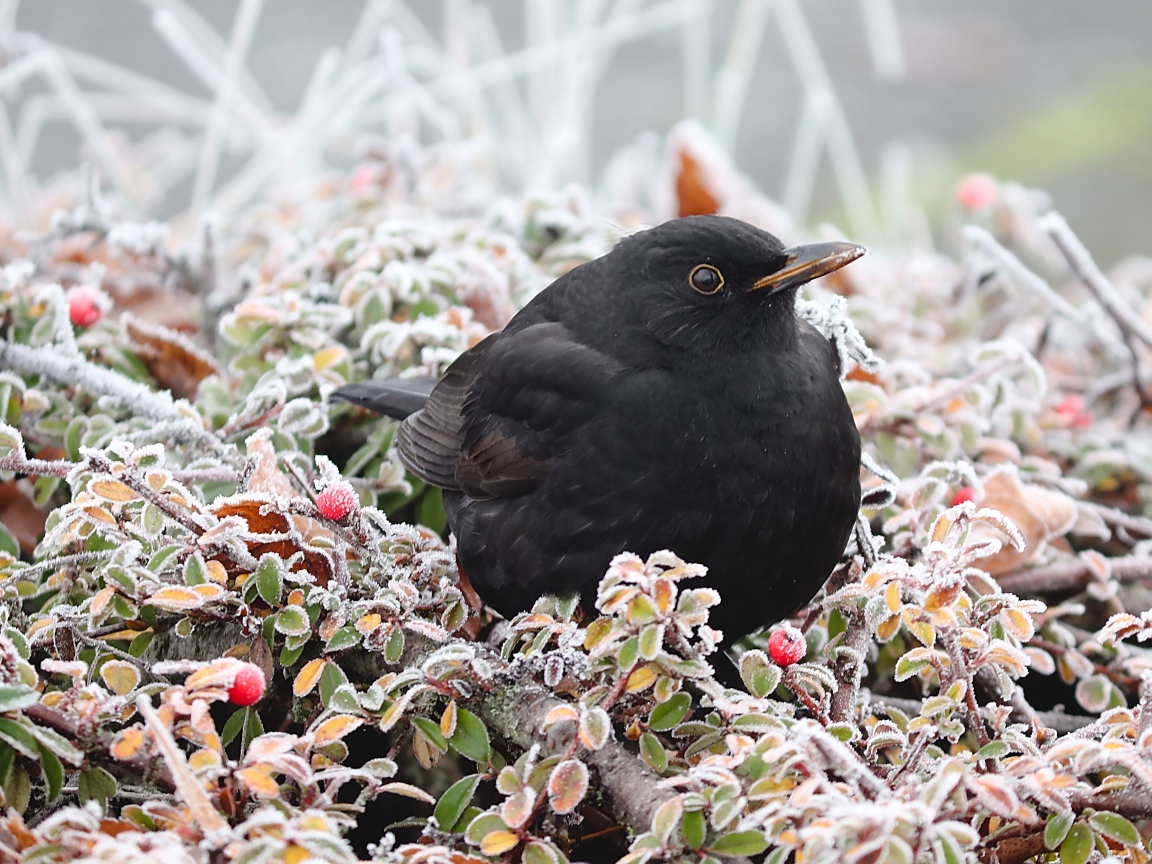 Черный дрозд сидит на покрытых инеем ветках