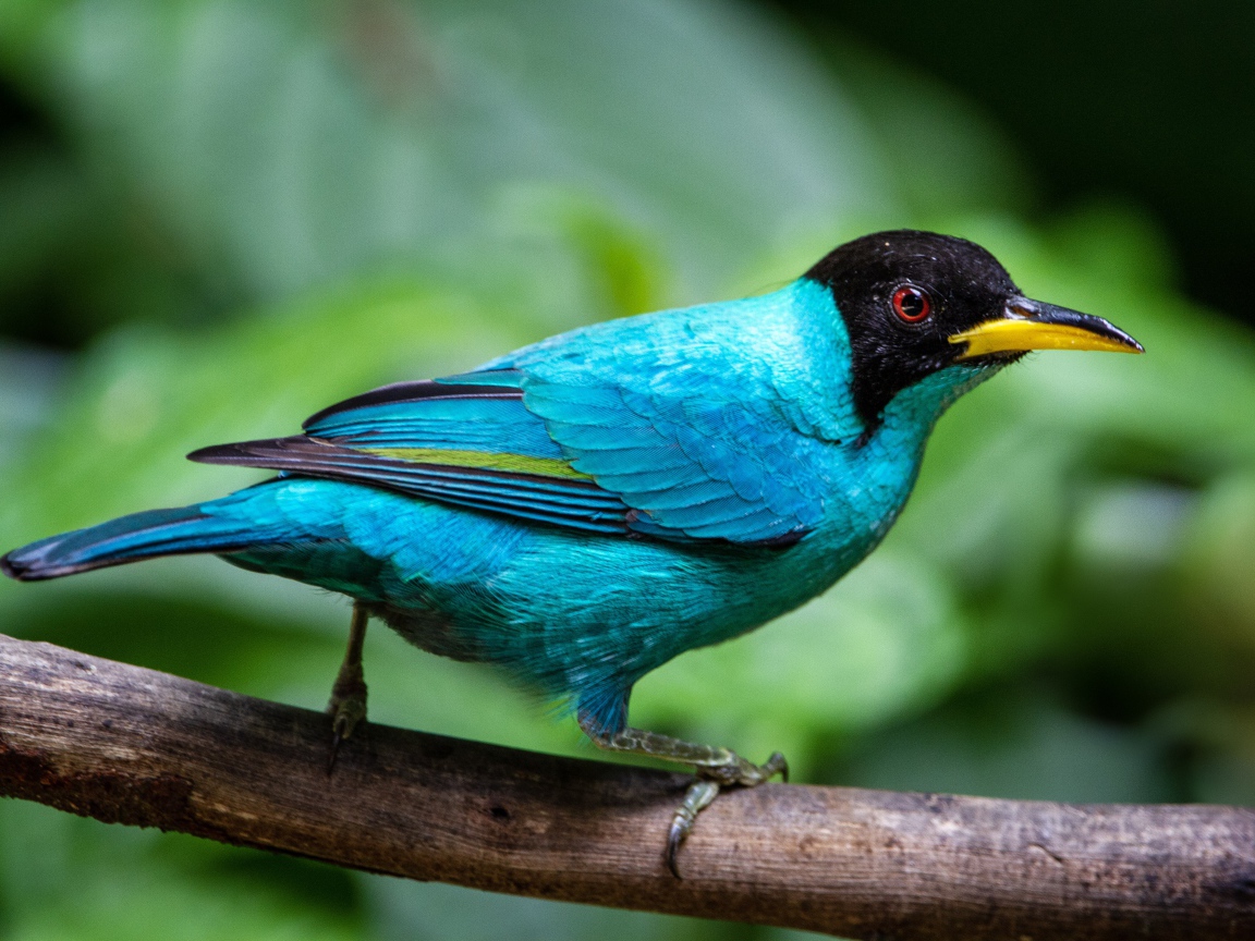 Голубой зеленый медонос сидит на ветке 