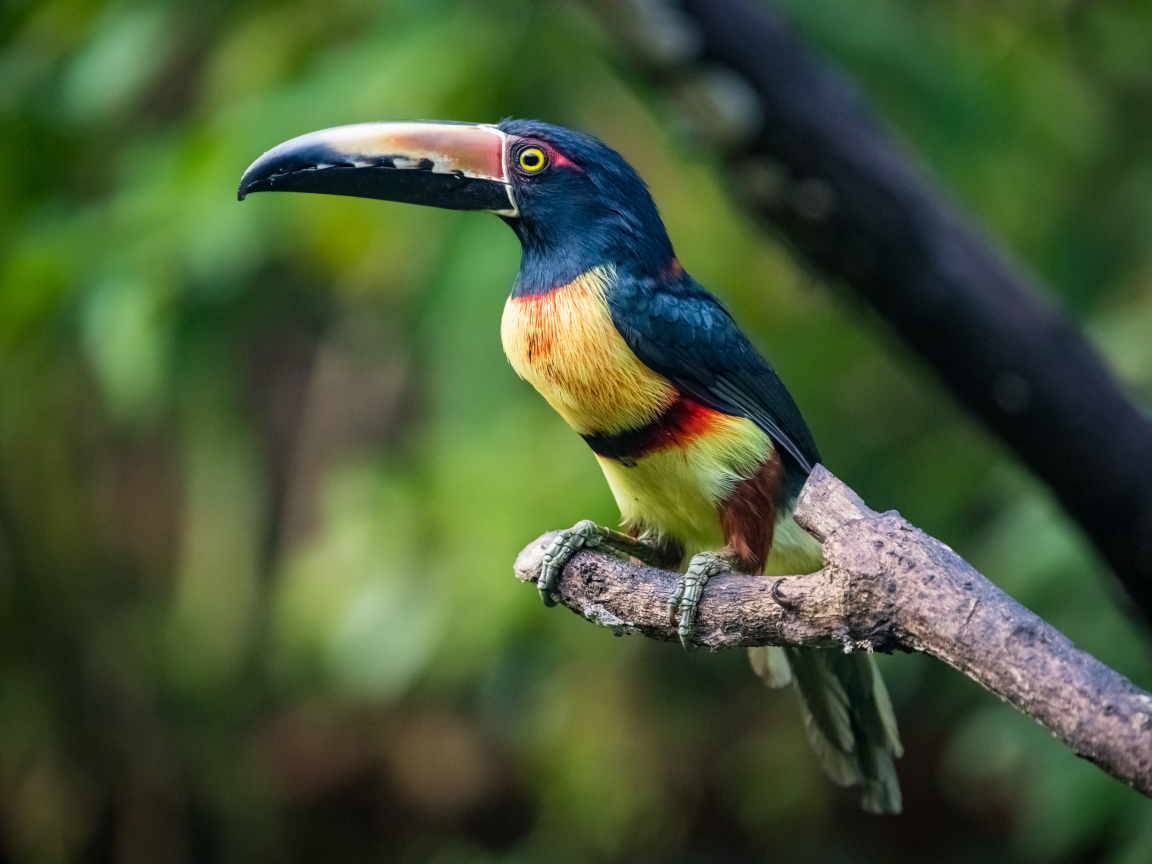 Ошейниковый арасари сидит на ветке дерева
