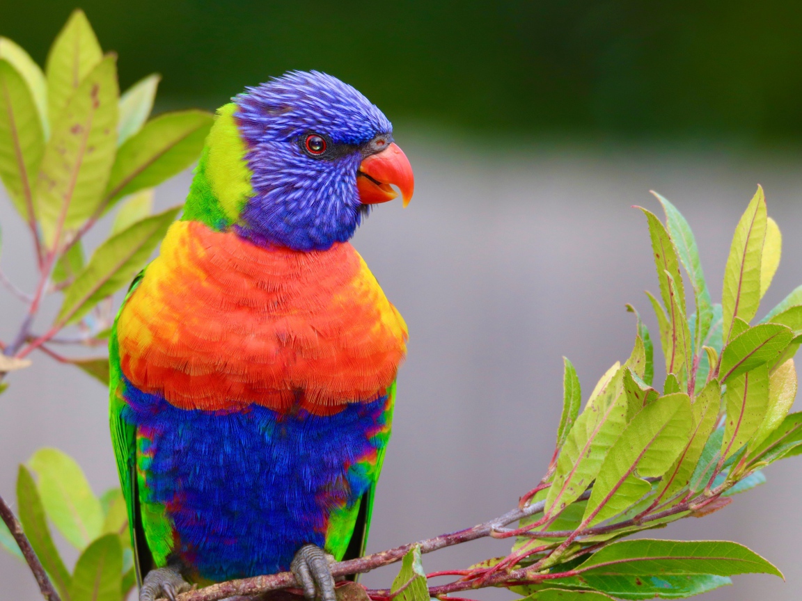Разноцветный красивый попугай сидит на ветке