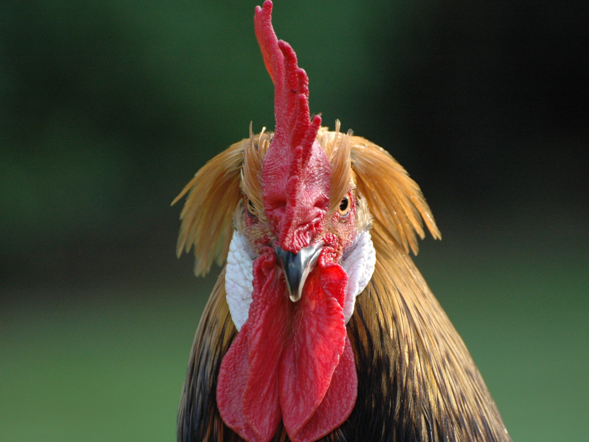 Домашний петух с красным гребнем 