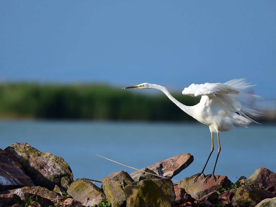 Белая цапля на камне готовится к взлету