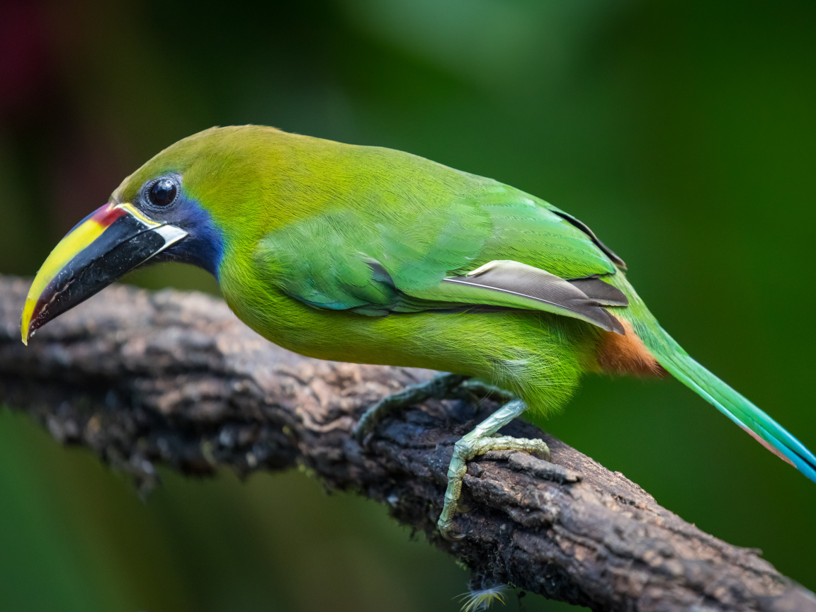 Изумрудный туканет сидит на ветке дерева