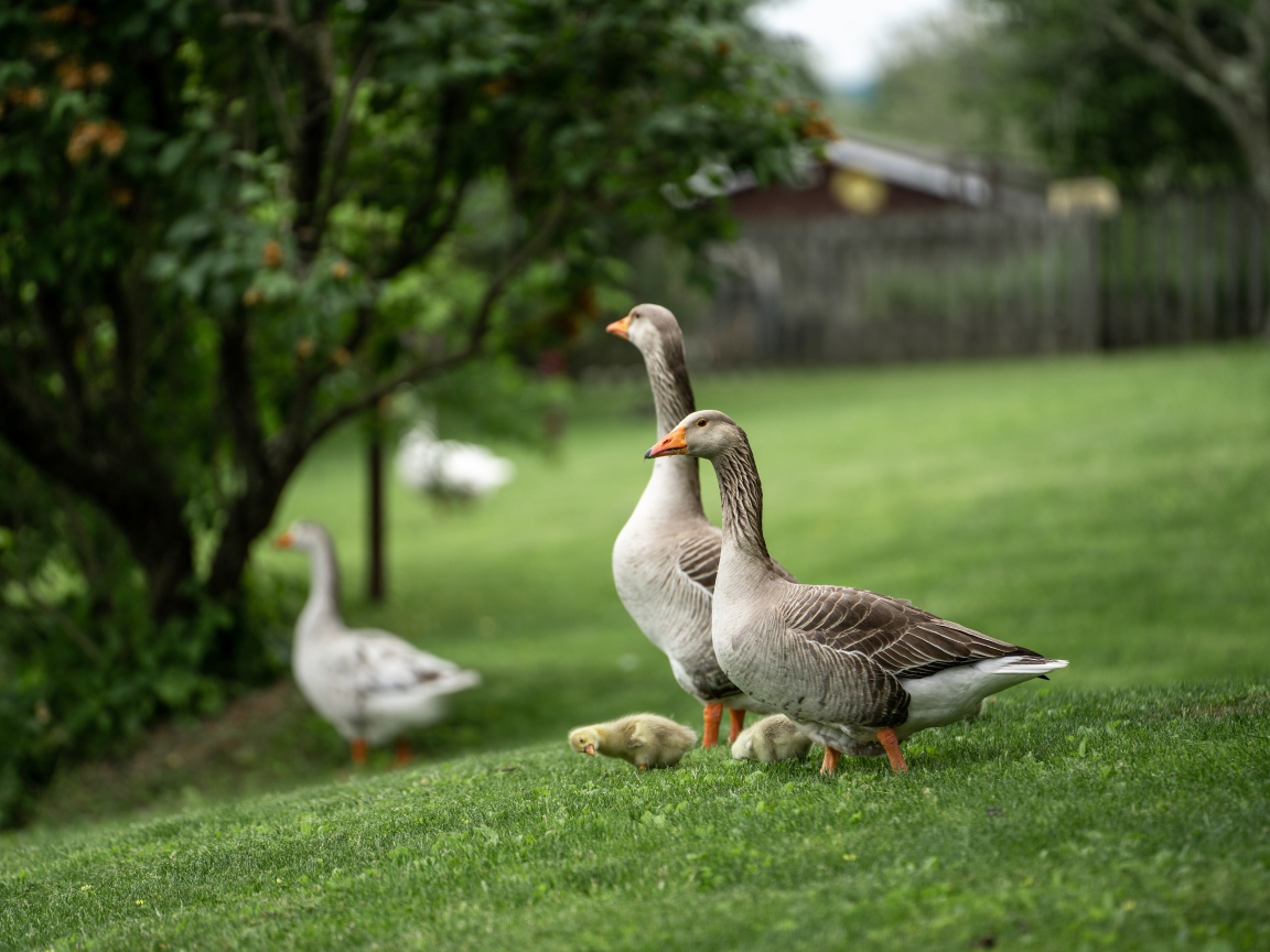 Серые домашние гуси на зеленой траве 