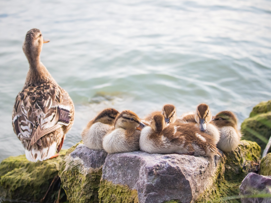 Серая утка с утятами на камне
