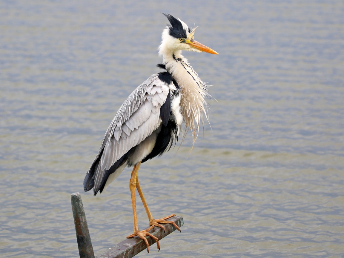 Серая цапля стоит на поручне на фоне воды