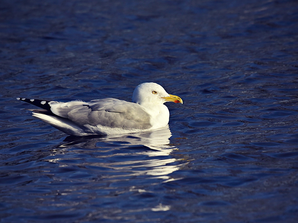 Серая чайка сидит в воде 