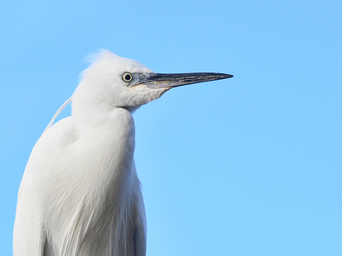 Большая белая цапля на голубом фоне 