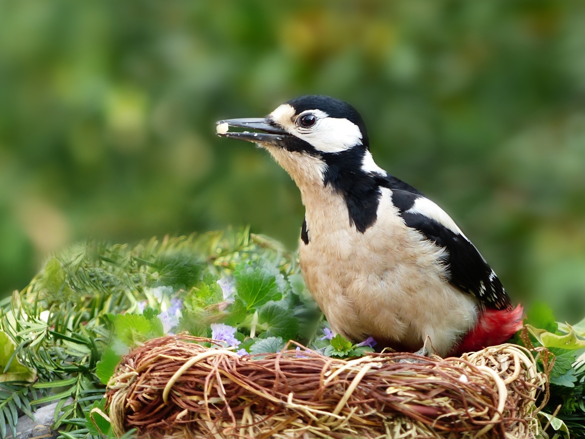 Большой дятел сидит в гнезде 