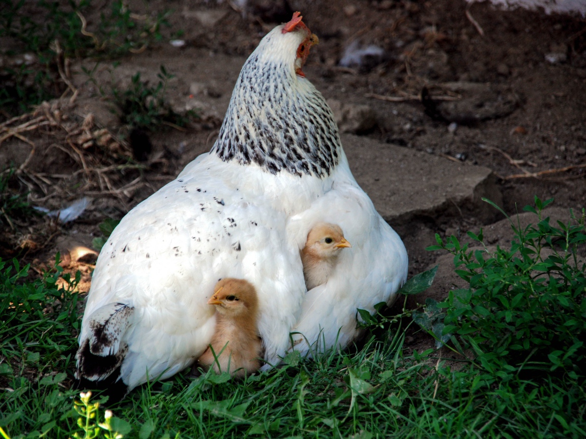 Курица наседка греет маленьких цыплят