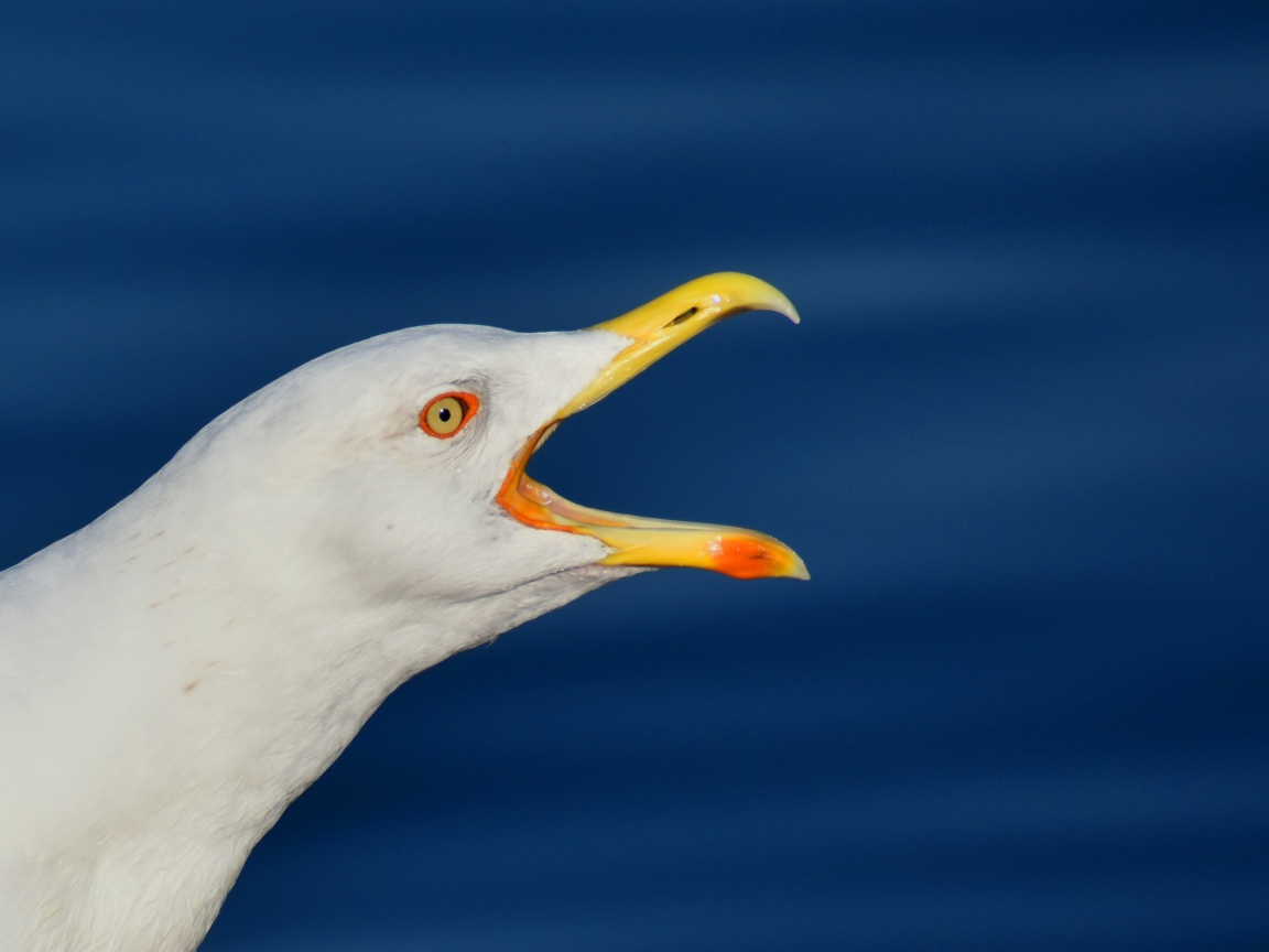 Белая чайка с открытым клювом на синем фоне