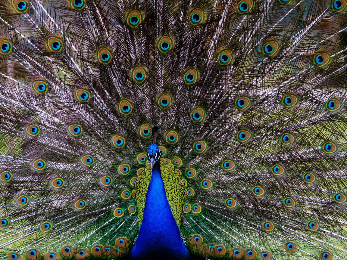 Большой павлин с красивым хвостом 