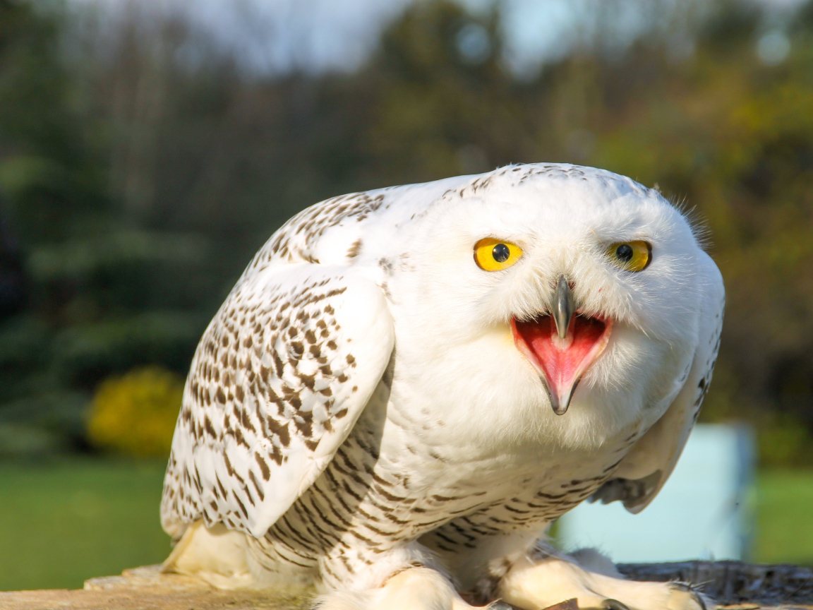 Большая снежная сова с открытым клювом 