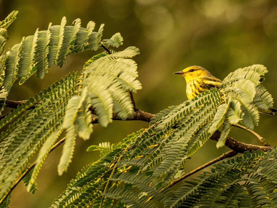 Маленькая птица сидит в зеленых листьях на ветке