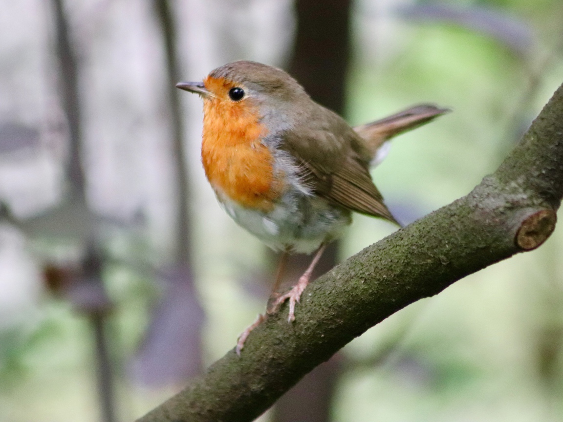 Маленькая птичка с черными глазами сидит на ветке