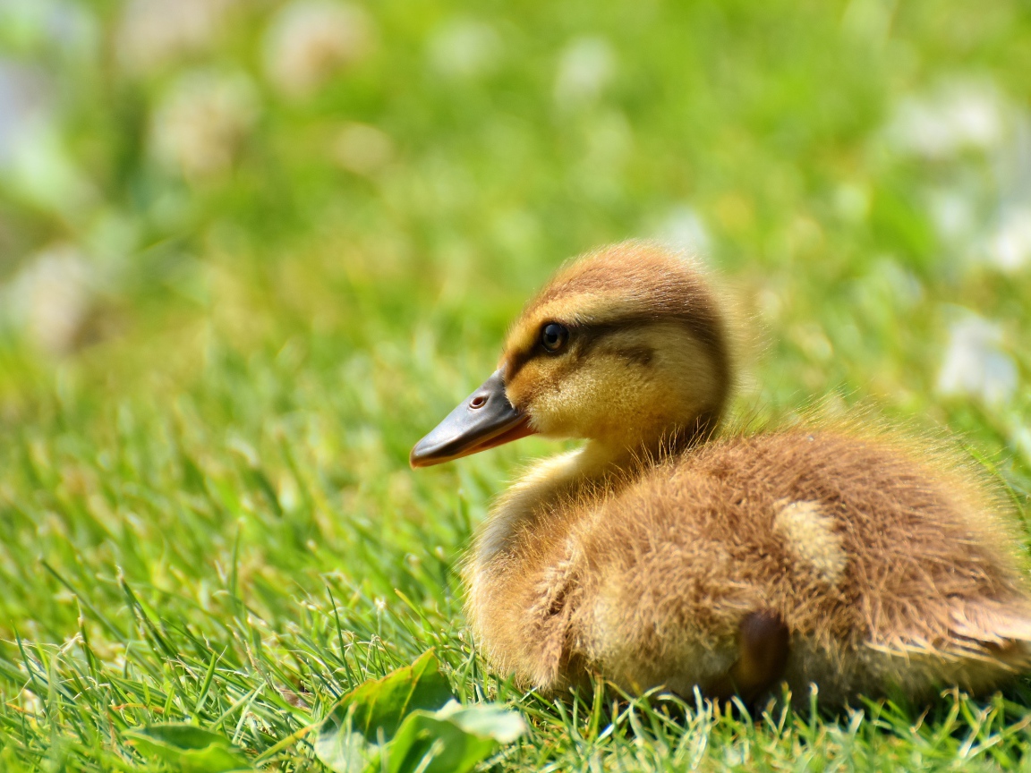 Маленький утенок лежит на зеленой траве 