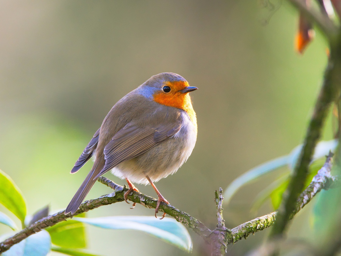 Маленькая хрупкая птичка Зарянка сидит на ветке
