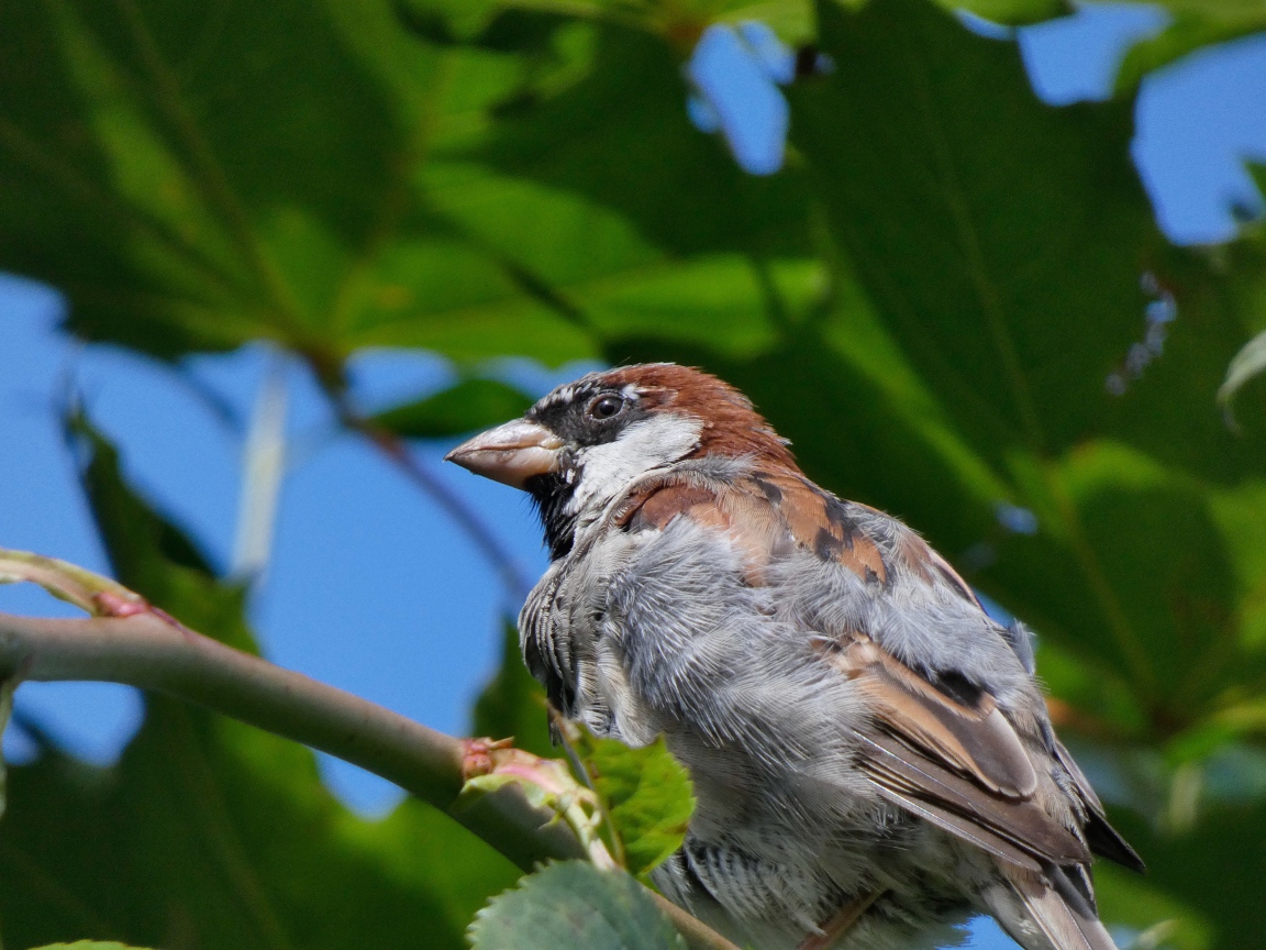 Маленький воробей сидит на ветке дерева