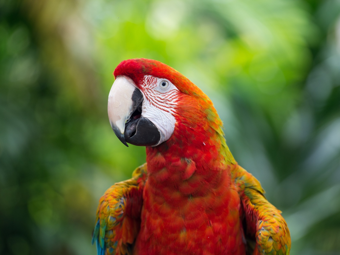 Красный большой попугай ара крупным планом