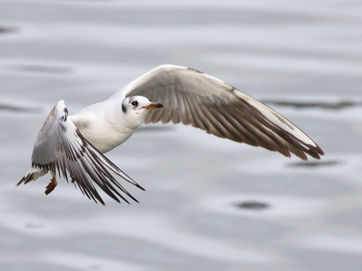 Чайка пролетает над водой