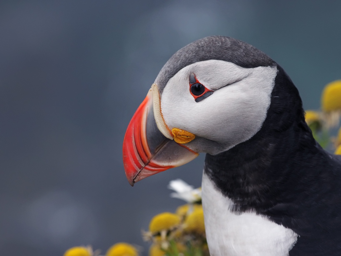 Острый клюв птицы тупик на сером фоне 