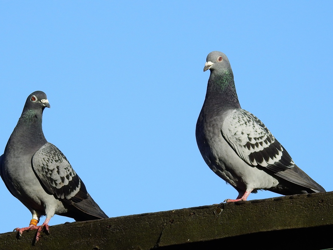 Два голубя сидят на крыше на фоне голубого неба