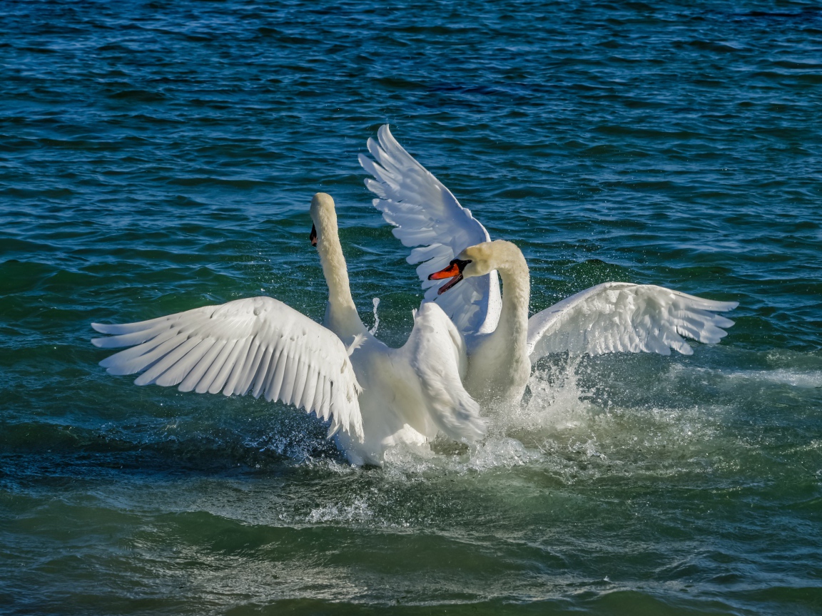 Два белых лебедя в брызгах воды в озере